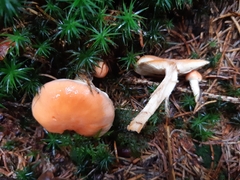 Pyrrhulomyces astragalinus