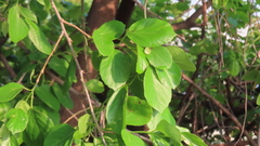 Cordia dichotoma
