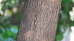 Cordia dichotoma
