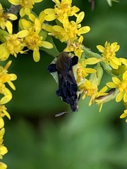 Phymata pennsylvanica