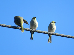 Ptilotula penicillata