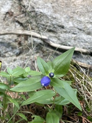 Gentiana andrewsii