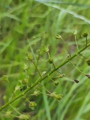 Verbascum phoeniceum