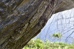 Eucalyptus sideroxylon