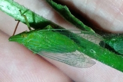 Rhynchomitra microrhina