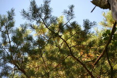 Lophophanes cristatus