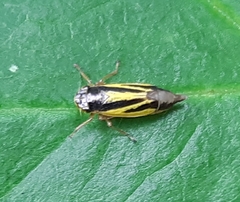 Evacanthus interruptus