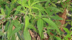 Vitex negundo