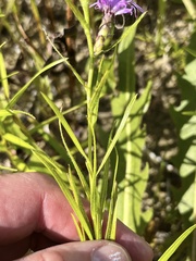 Liatris hirsuta