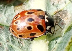 Anatis ocellata