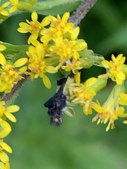 Phymata pennsylvanica