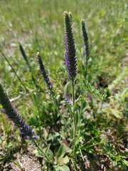 Veronica porphyriana