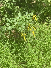 Solidago ulmifolia