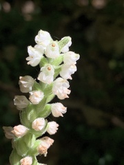 Goodyera pubescens
