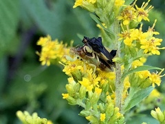 Phymata pennsylvanica