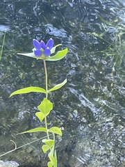 Gentiana andrewsii
