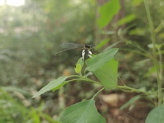 Platycnemis phyllopoda