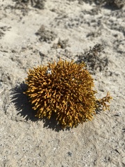 Dufourea flammea