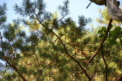 Lophophanes cristatus