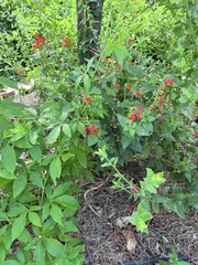 Salvia coccinea
