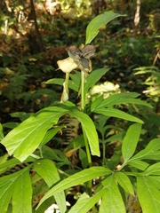 Paeonia anomala