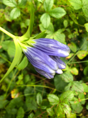Gentiana linearis