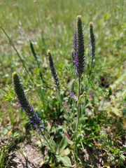 Veronica porphyriana