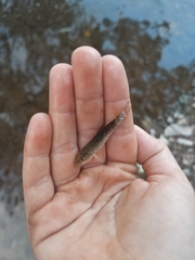 Catostomus commersonii