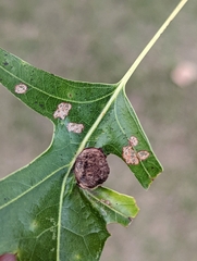 Dryocosmus quercuspalustris