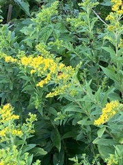 Phymata pennsylvanica