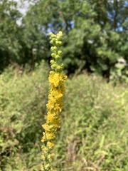 Agrimonia eupatoria