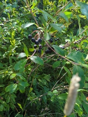 Aronia melanocarpa
