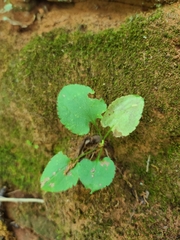 Packera obovata