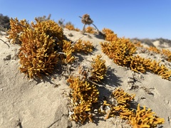 Dufourea flammea