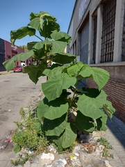 Paulownia tomentosa