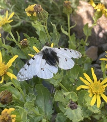 Parnassius smintheus