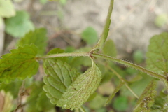 Veronica chamaedrys