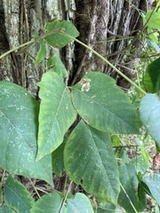 Cameraria guttifinitella