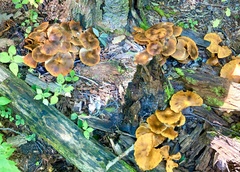Omphalotus