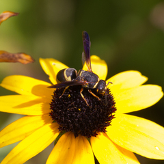 Euodynerus hidalgo boreoorientalis