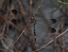 Macrothemis inequiunguis