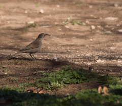 Upucerthia dumetaria