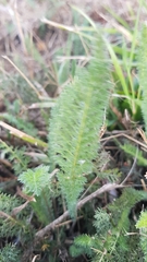 Achillea millefolium