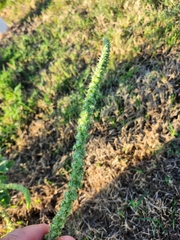 Amaranthus palmeri