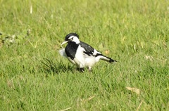Grallina cyanoleuca