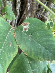 Cameraria guttifinitella