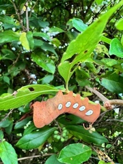 Eumorpha pandorus