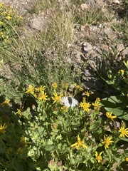 Parnassius smintheus