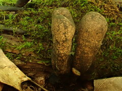 Xylaria polymorpha