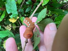 Eumorpha pandorus